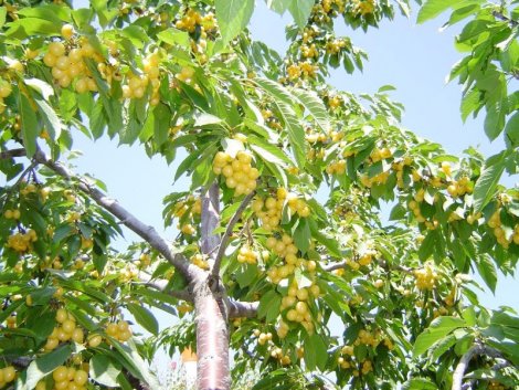 eregli-beyaz-kiraz.jpg eregli-beyaz-kiraz.jpg