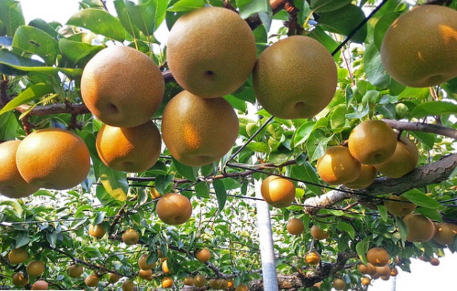 kosui-japon-nasi-armut-fidani.jpg kosui-japon-nasi-armut-fidani.jpg