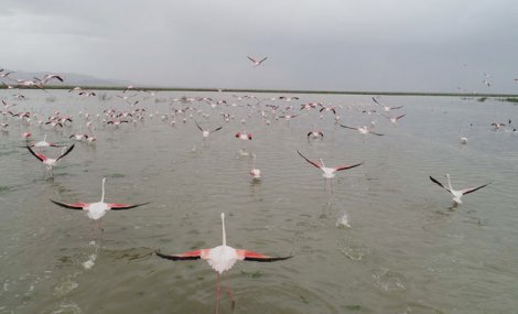 kus-cenneti-akgol-sazligi’na-flamingolar-geldi-001.jpg