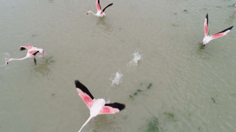 kus-cenneti-akgol-sazligi’na-flamingolar-geldi-002.jpg