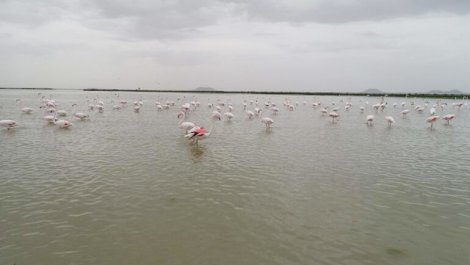 kus-cenneti-akgol-sazligi’na-flamingolar-geldi-003.jpg