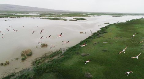 kus-cenneti-akgol-sazligi’na-flamingolar-geldi.jpg